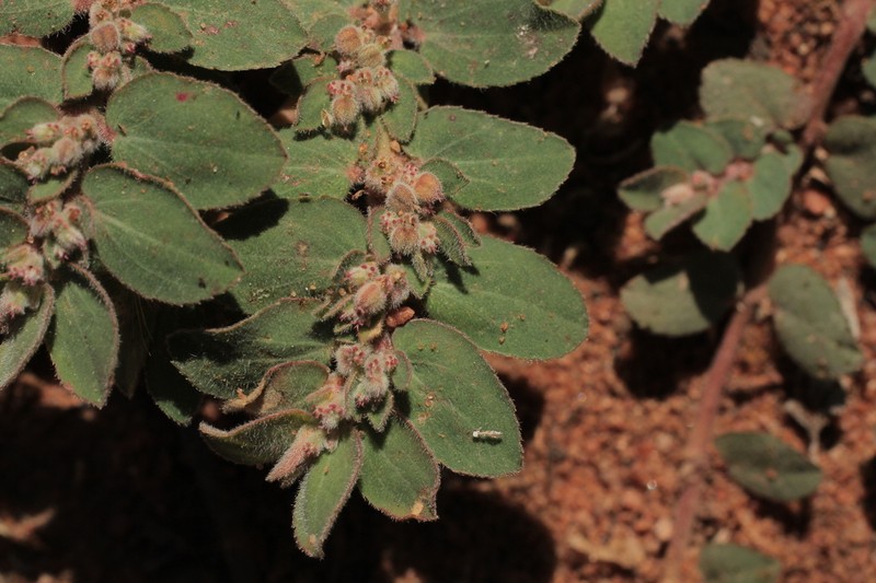 Euphorbia oranensis photo 4