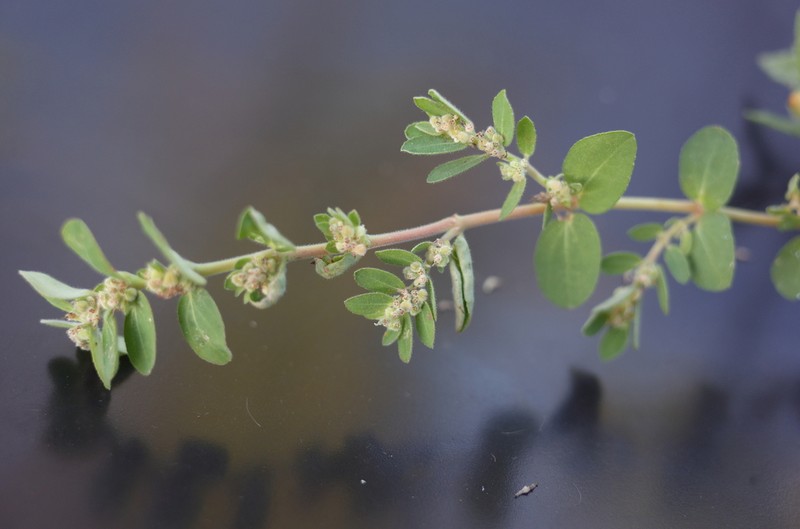 Euphorbia oranensis photo 5
