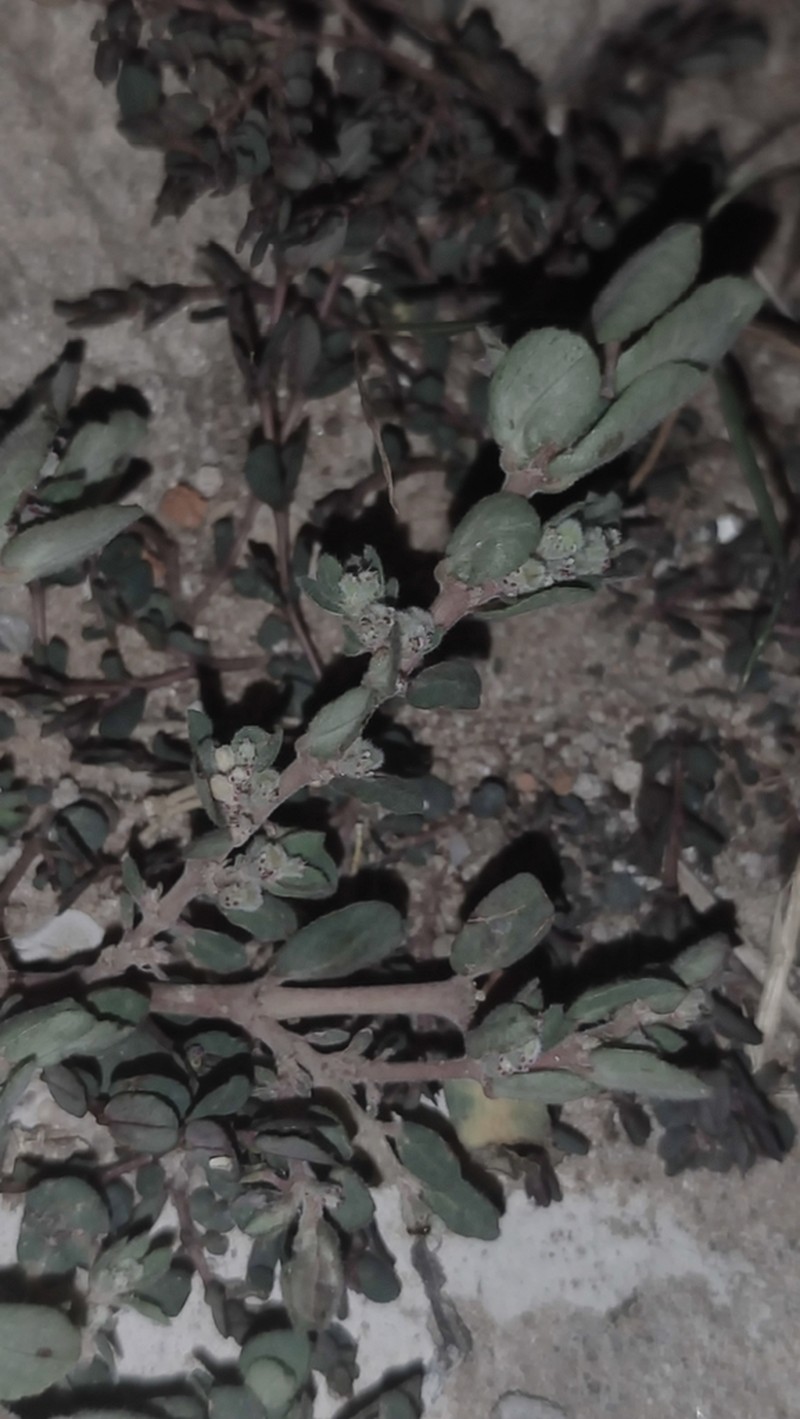 Euphorbia oranensis photo 6
