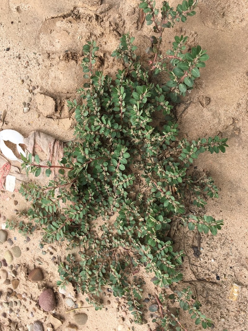 Euphorbia oranensis photo 7