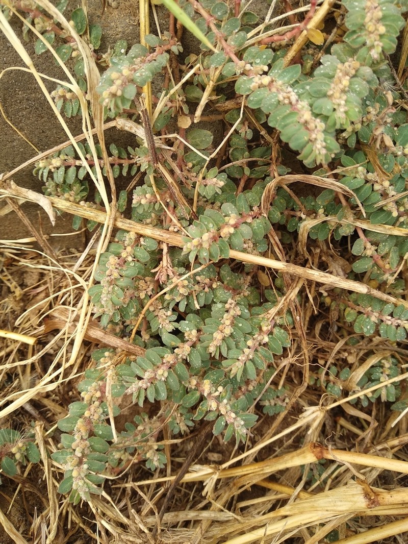 Euphorbia oranensis photo 8
