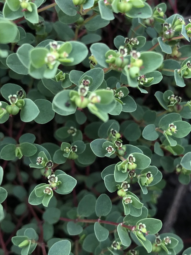Euphorbia orbiculata photo 2