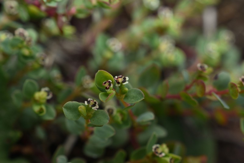 Euphorbia orbiculata photo 3