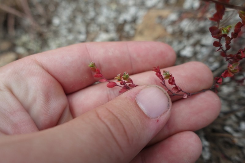 Euphorbia orbiculata photo 4