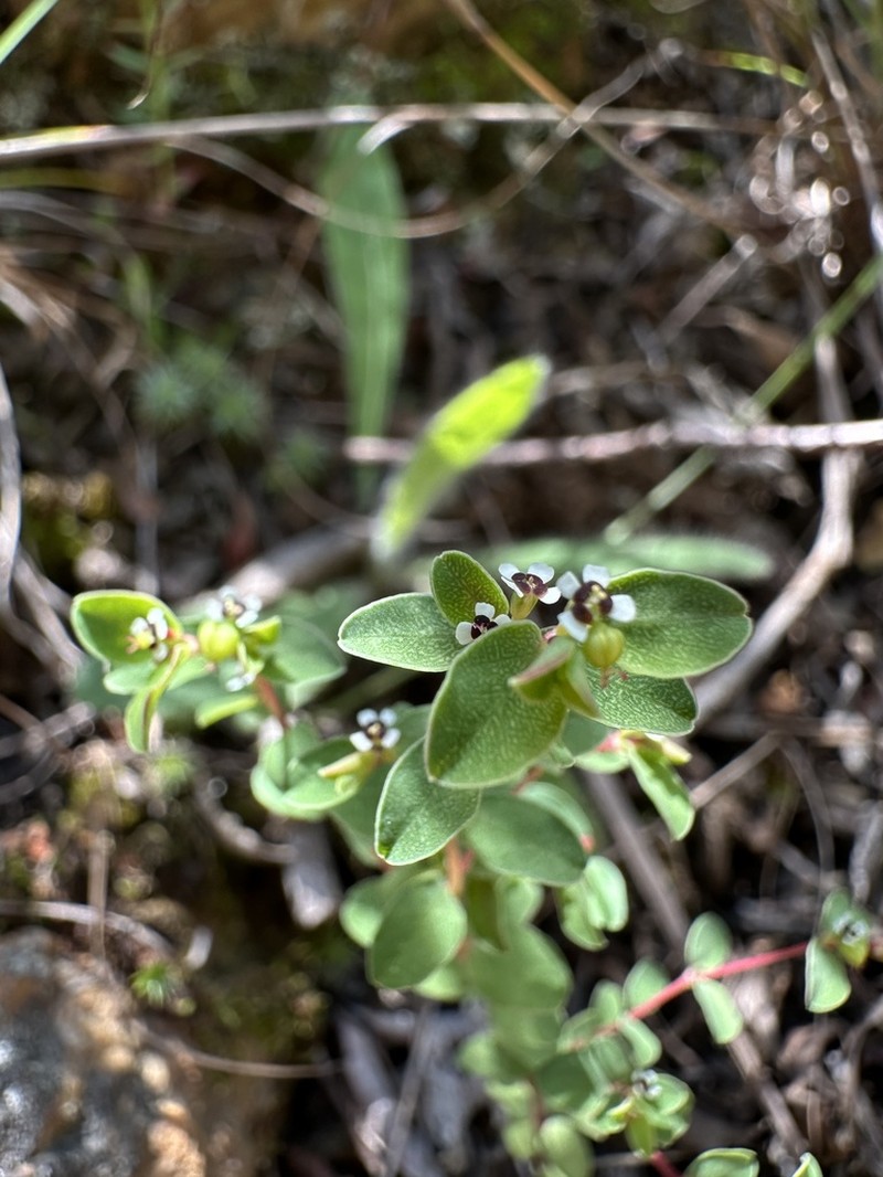 Euphorbia orbiculata photo 5
