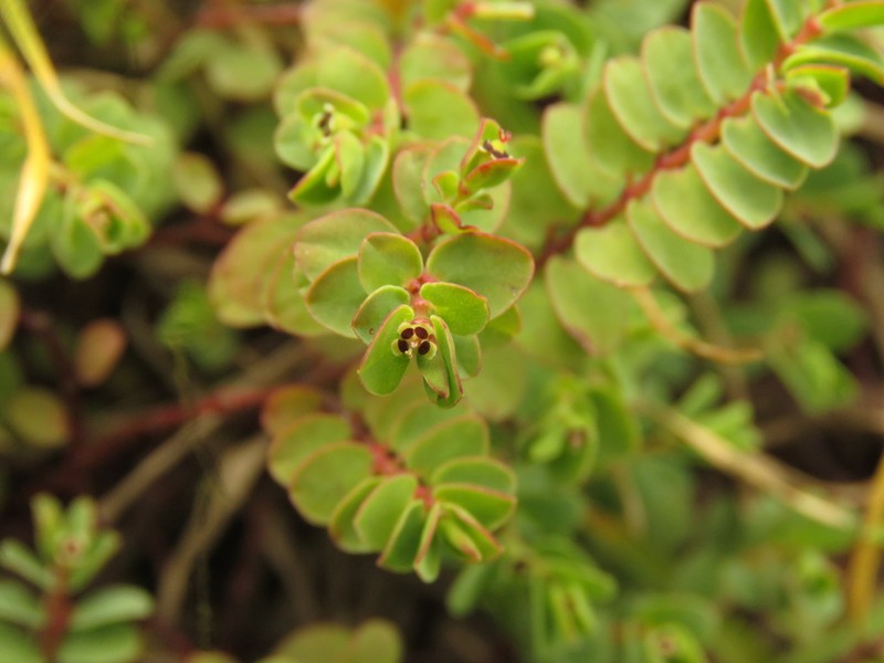 Euphorbia orbiculata photo 6
