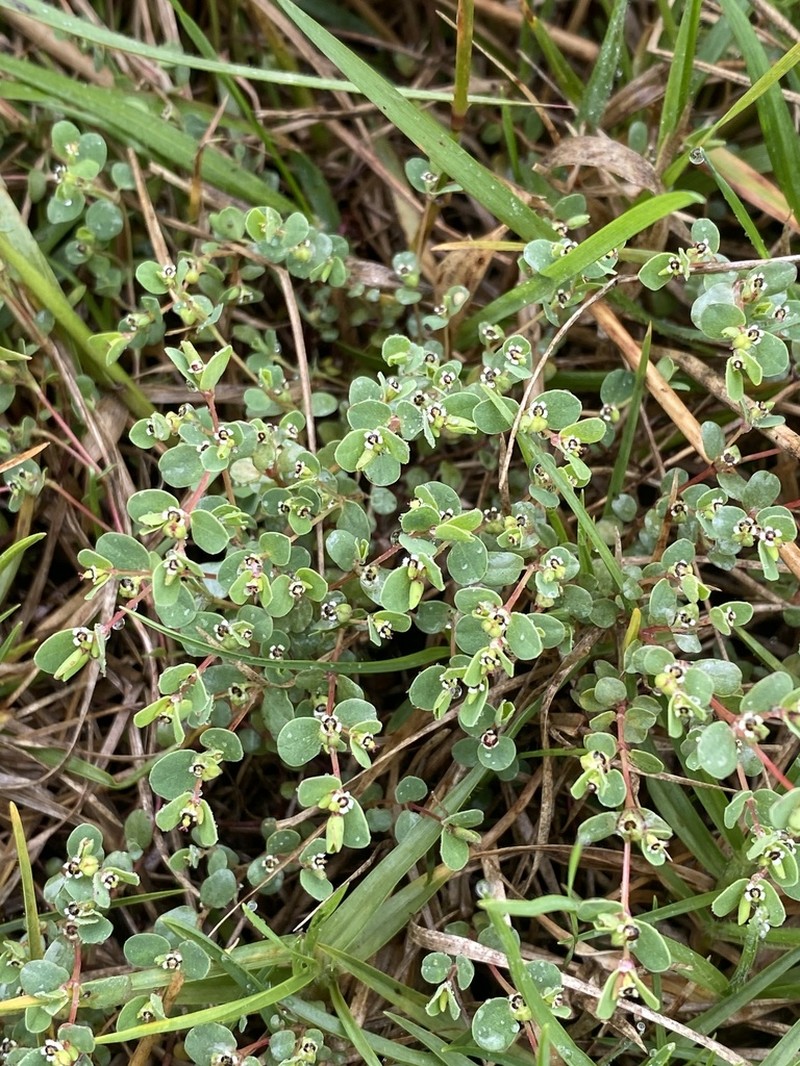 Euphorbia orbiculata photo 8
