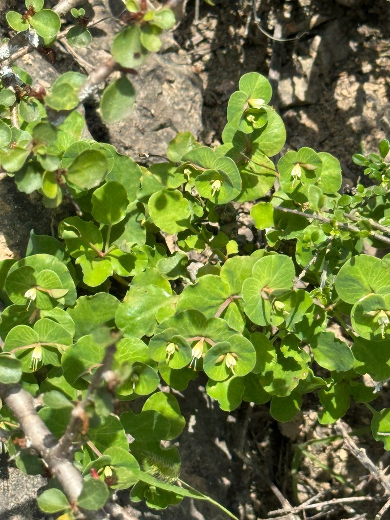 Euphorbia orbiculifolia photo 2