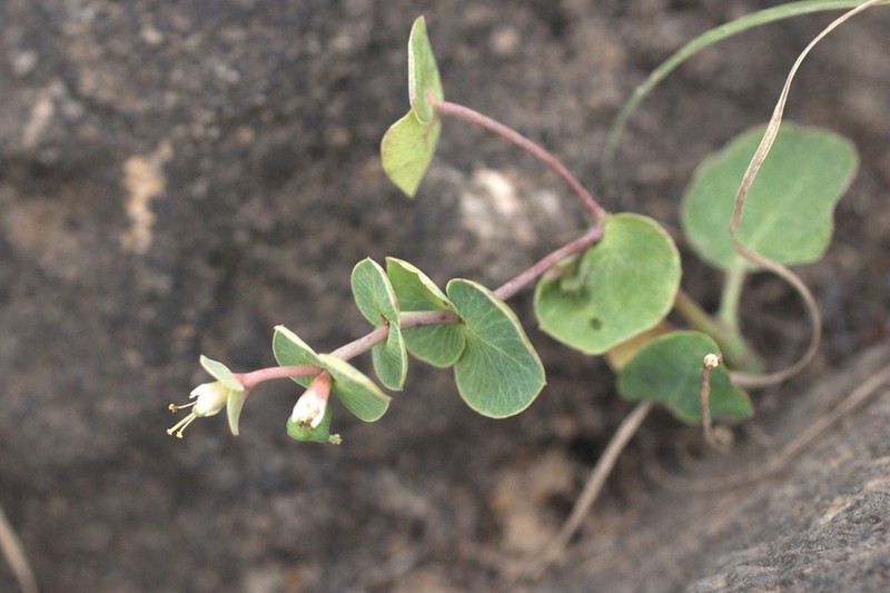 Euphorbia orbiculifolia photo 3