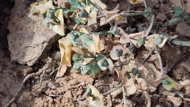 Euphorbia orbiculifolia photo 4