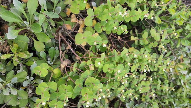 Euphorbia orbiculifolia photo 5