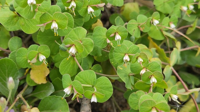 Euphorbia orbiculifolia photo 6