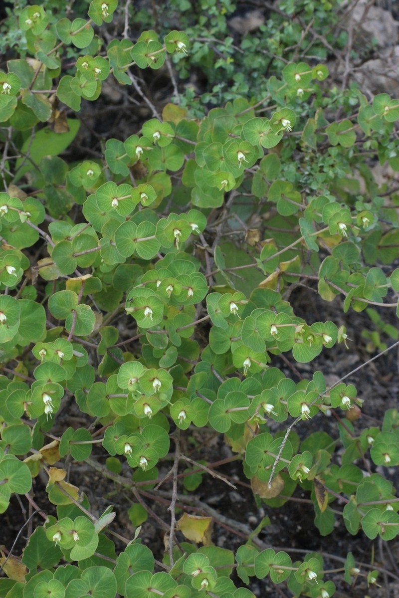Euphorbia orbiculifolia photo 7