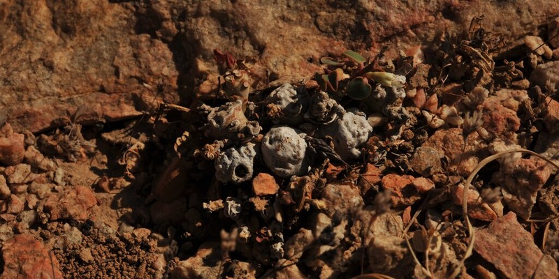 Euphorbia orbiculifolia photo 8