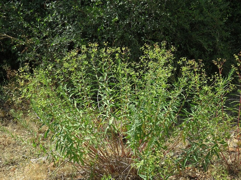 Euphorbia orientalis