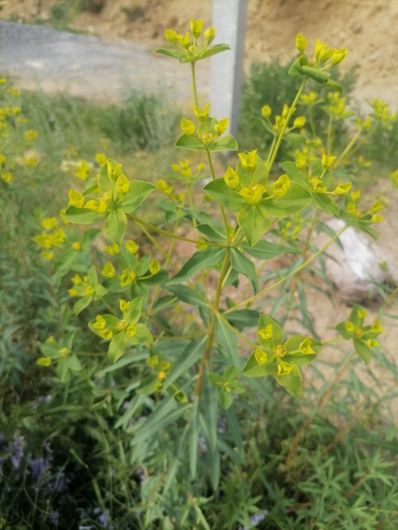 Euphorbia orientalis photo 2