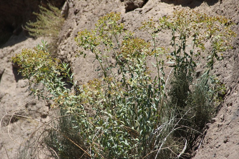 Euphorbia orientalis photo 3