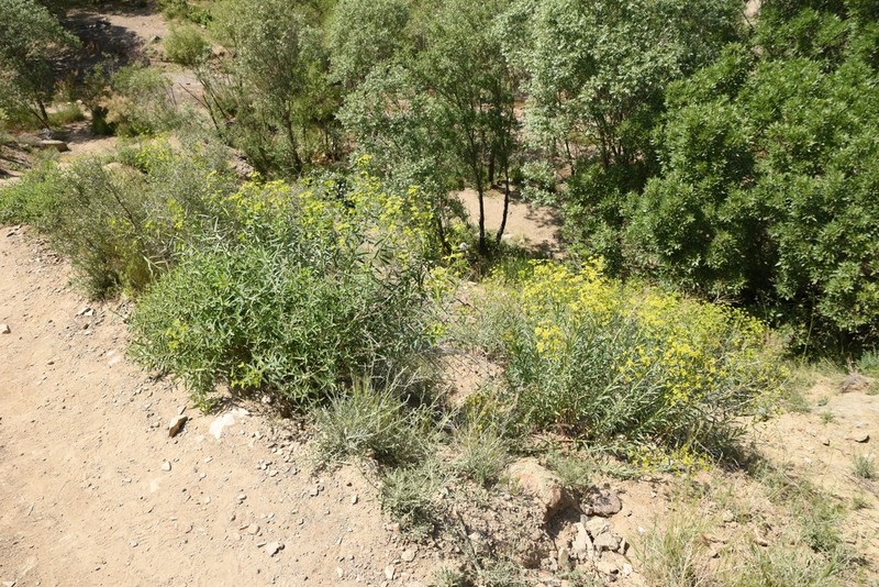 Euphorbia orientalis photo 4