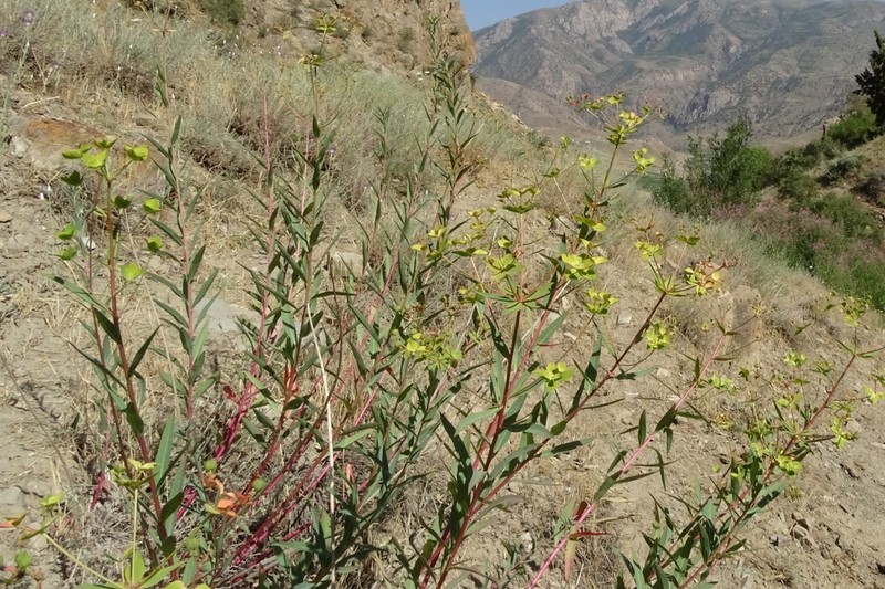 Euphorbia orientalis photo 5