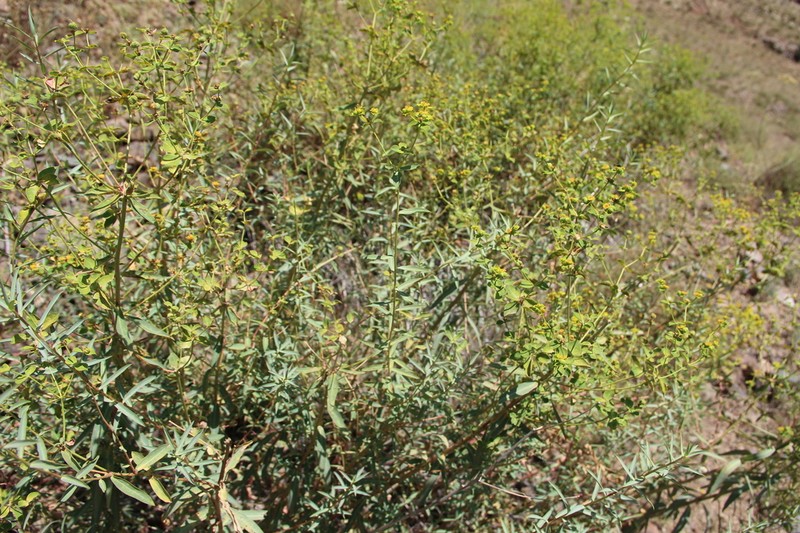 Euphorbia orientalis photo 6