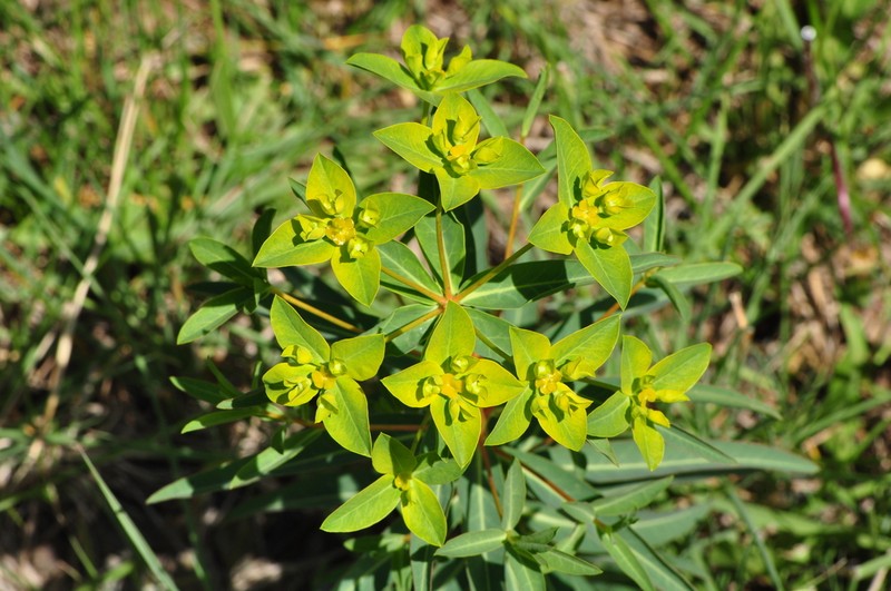Euphorbia orientalis photo 7