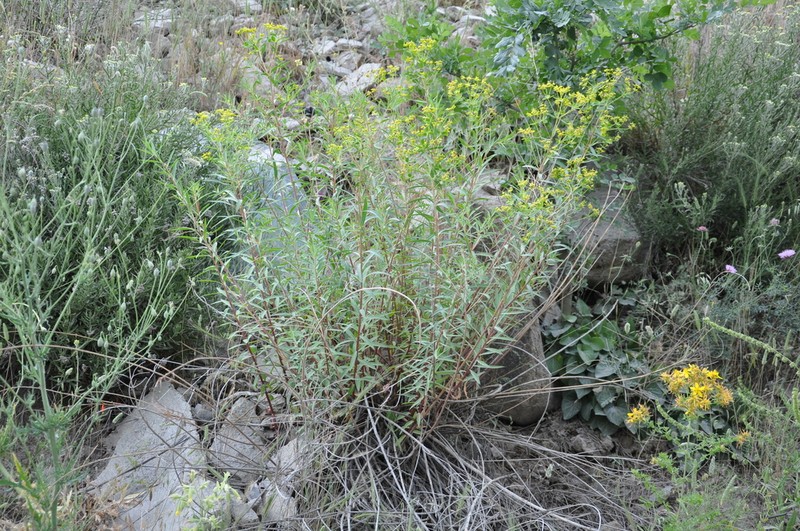 Euphorbia orientalis photo 8