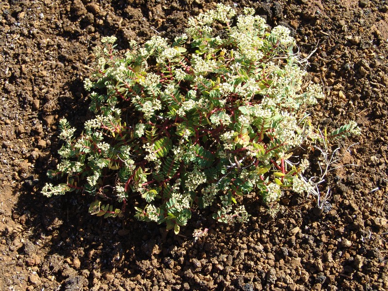 Euphorbia origanoides