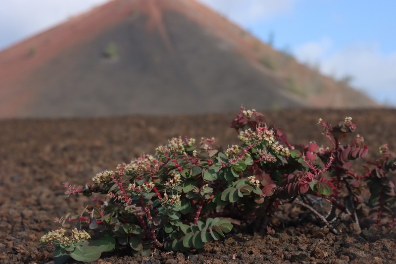 Euphorbia origanoides photo 2