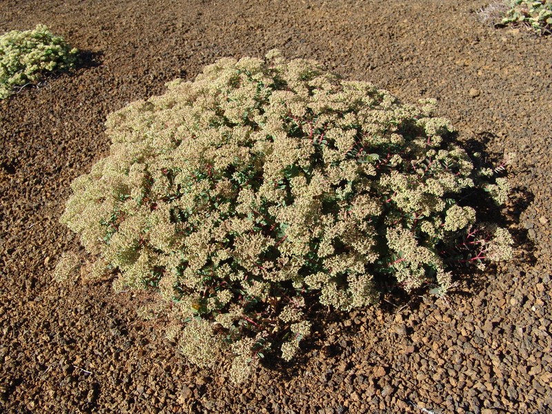 Euphorbia origanoides photo 3