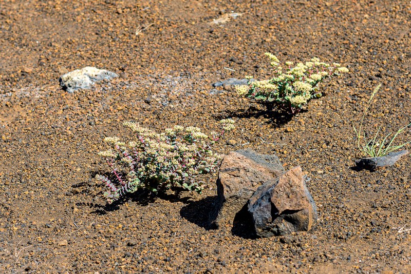 Euphorbia origanoides photo 4