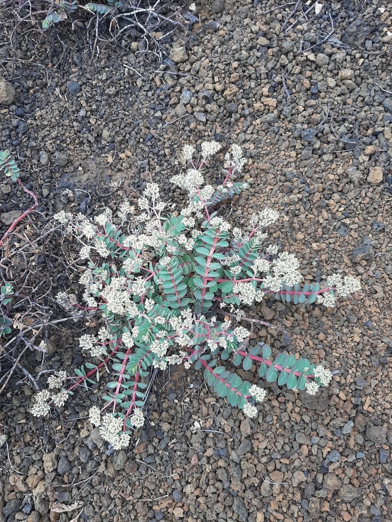 Euphorbia origanoides photo 5