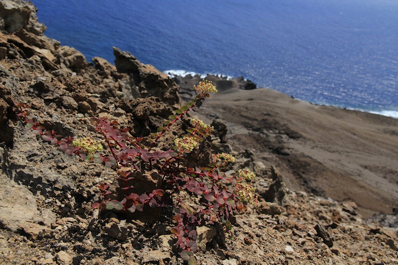 Euphorbia origanoides photo 6