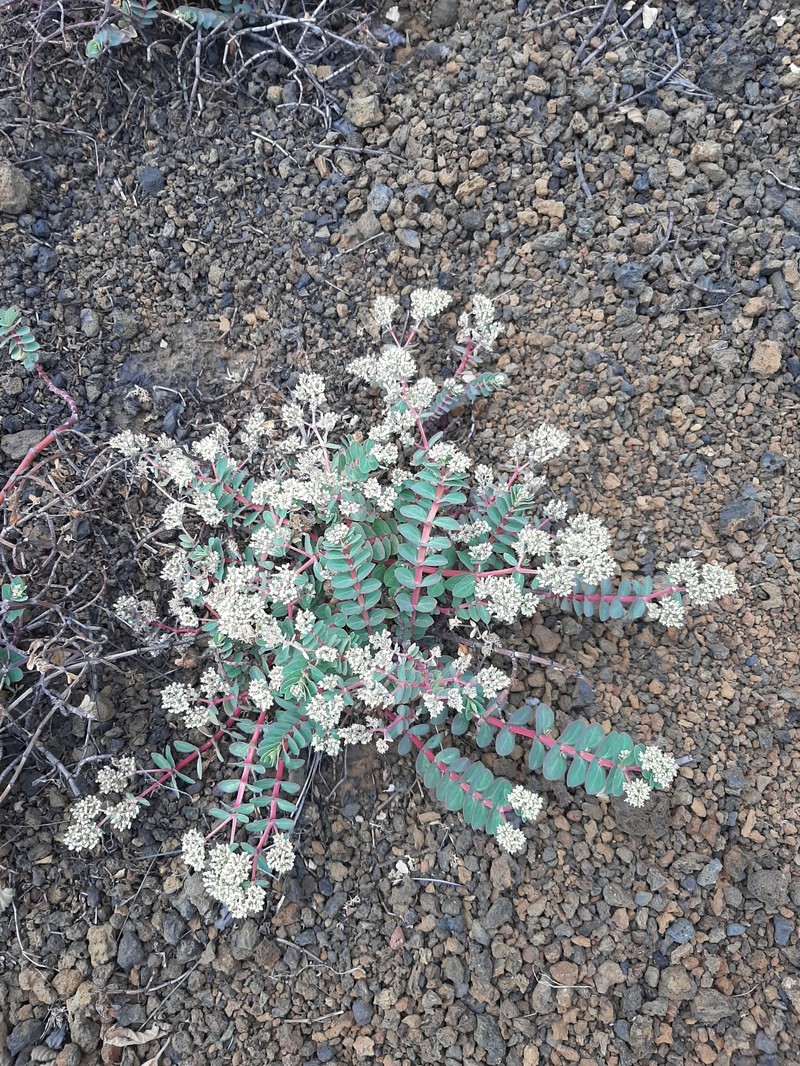 Euphorbia origanoides photo 7