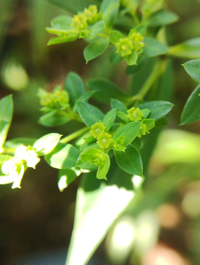 Euphorbia orizabae photo 2
