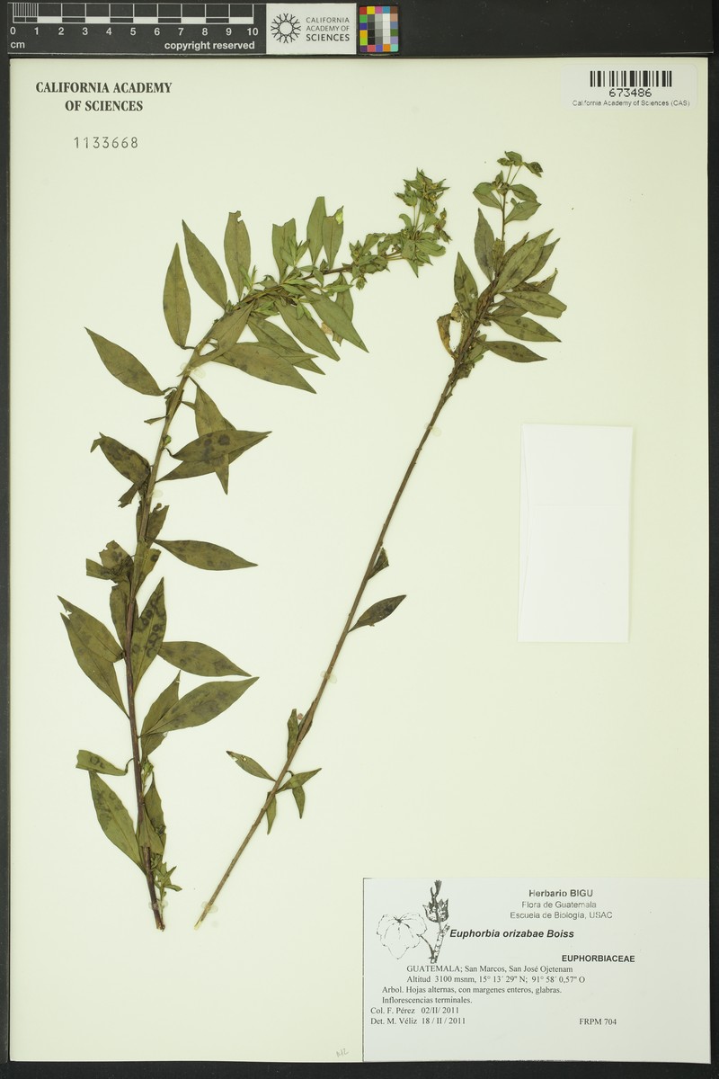 Euphorbia orizabae photo 3