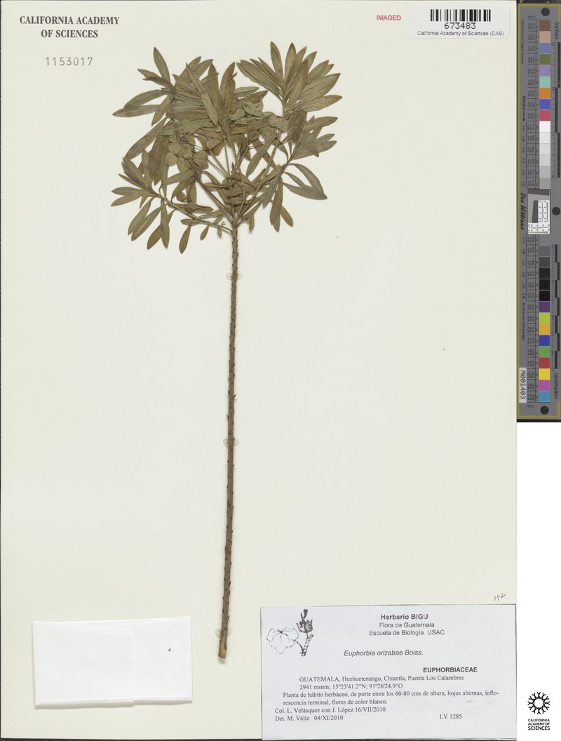 Euphorbia orizabae photo 5