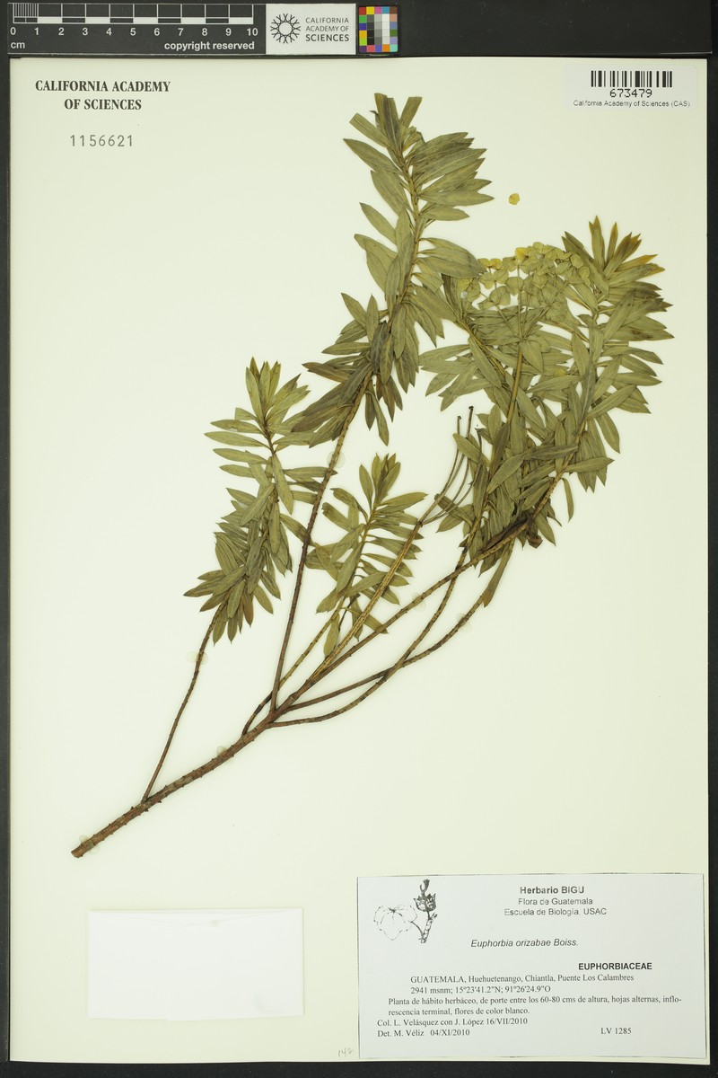 Euphorbia orizabae photo 6