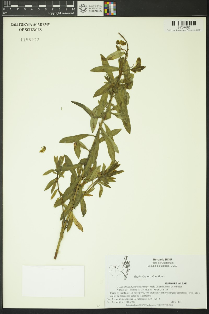 Euphorbia orizabae photo 7