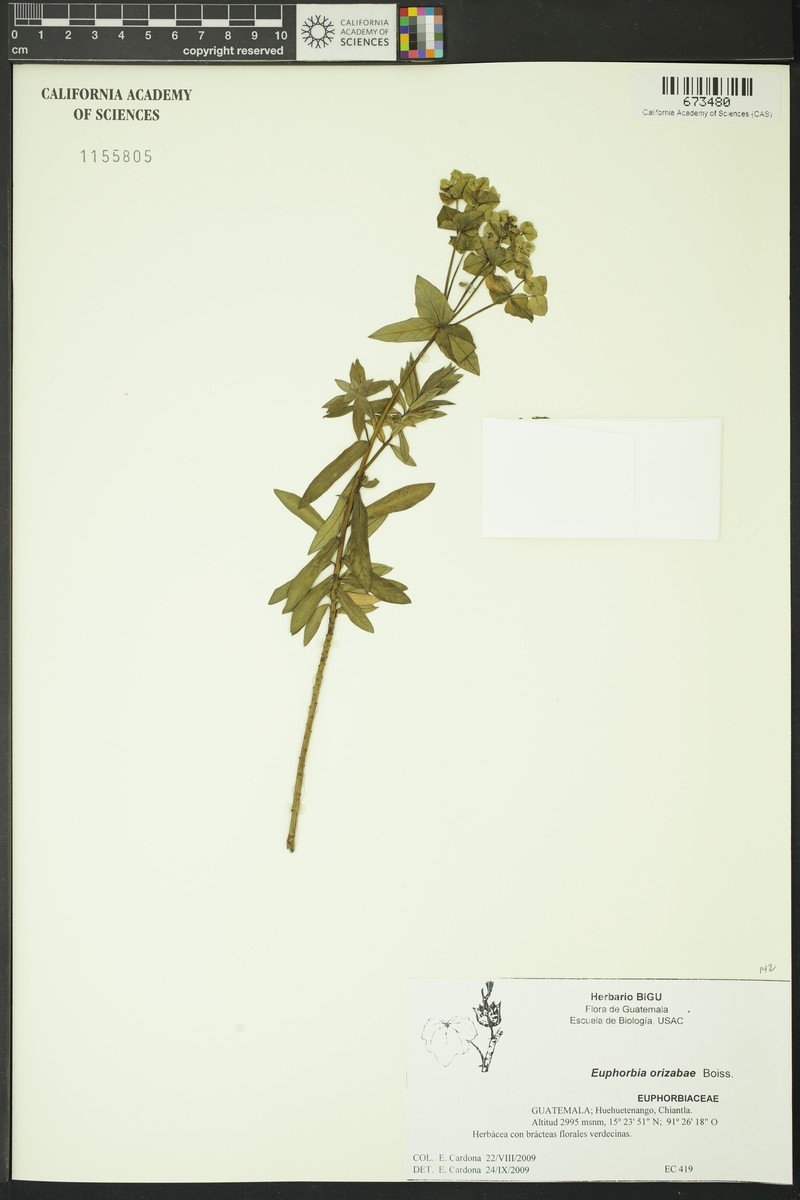 Euphorbia orizabae photo 8