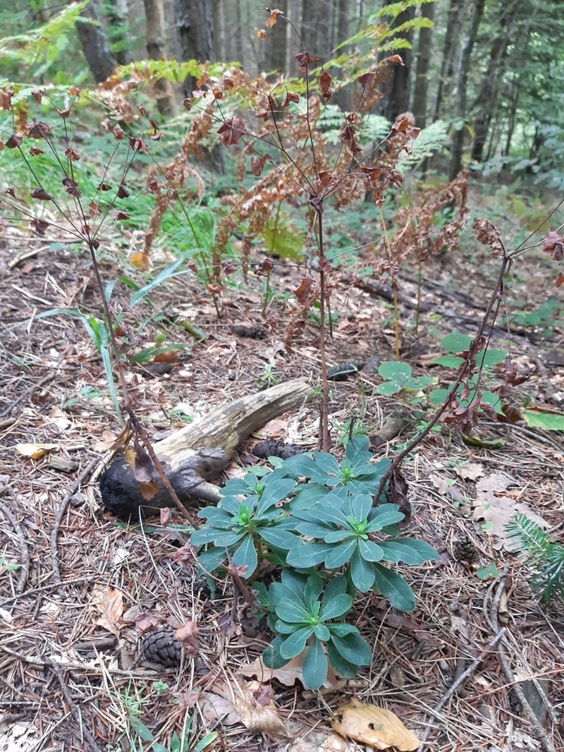 Euphorbia orjeni