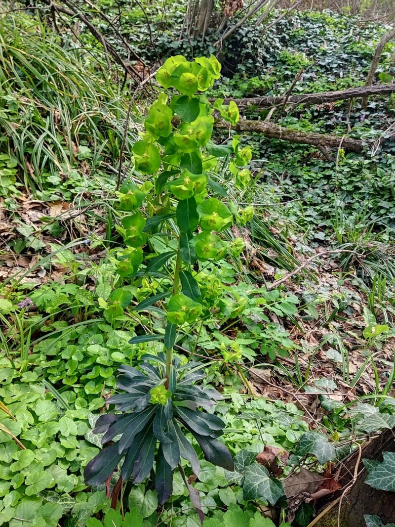 Euphorbia orjeni photo 2