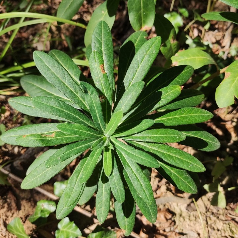 Euphorbia orjeni photo 3