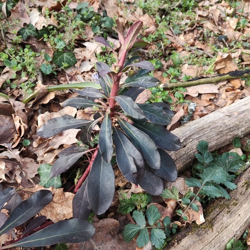 Euphorbia orjeni photo 4