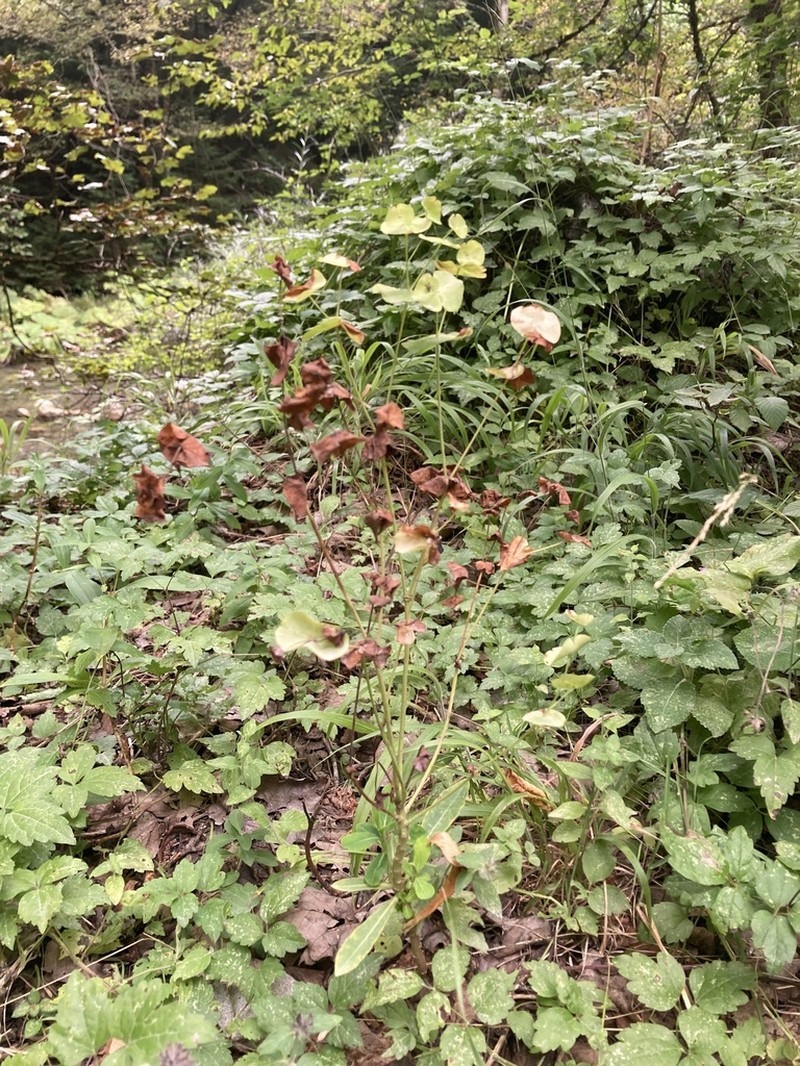 Euphorbia orjeni photo 5