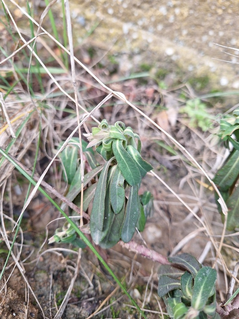 Euphorbia orjeni photo 6