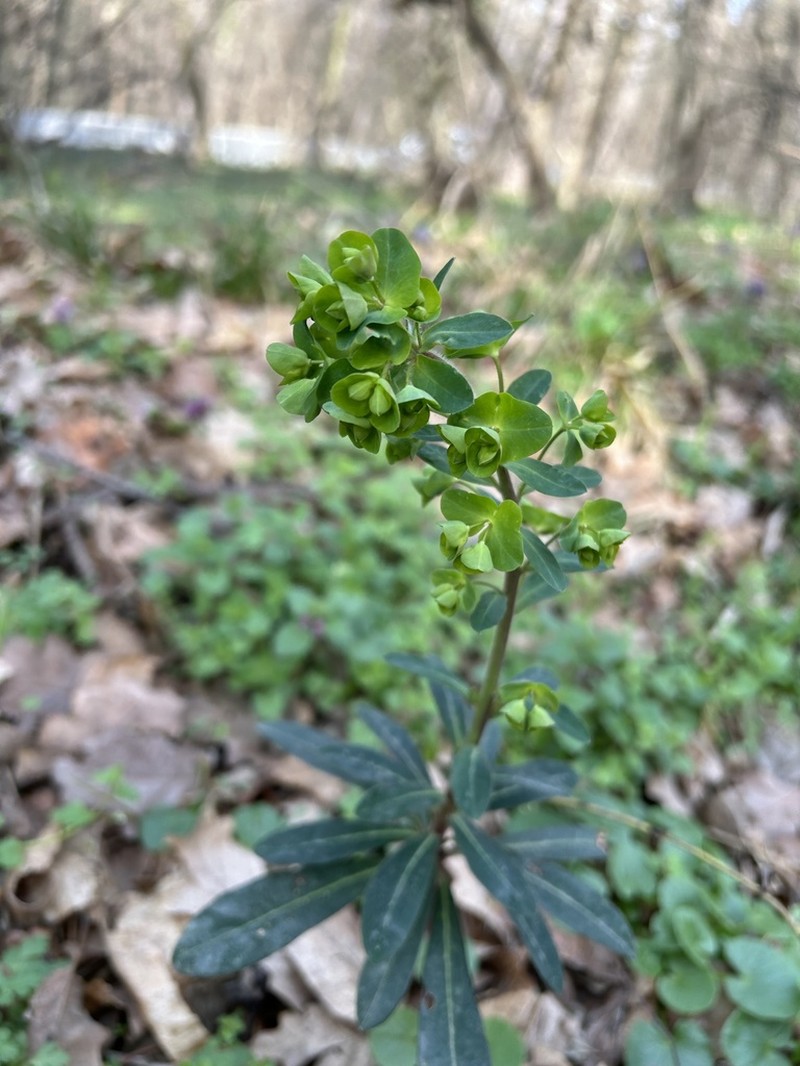 Euphorbia orjeni photo 7
