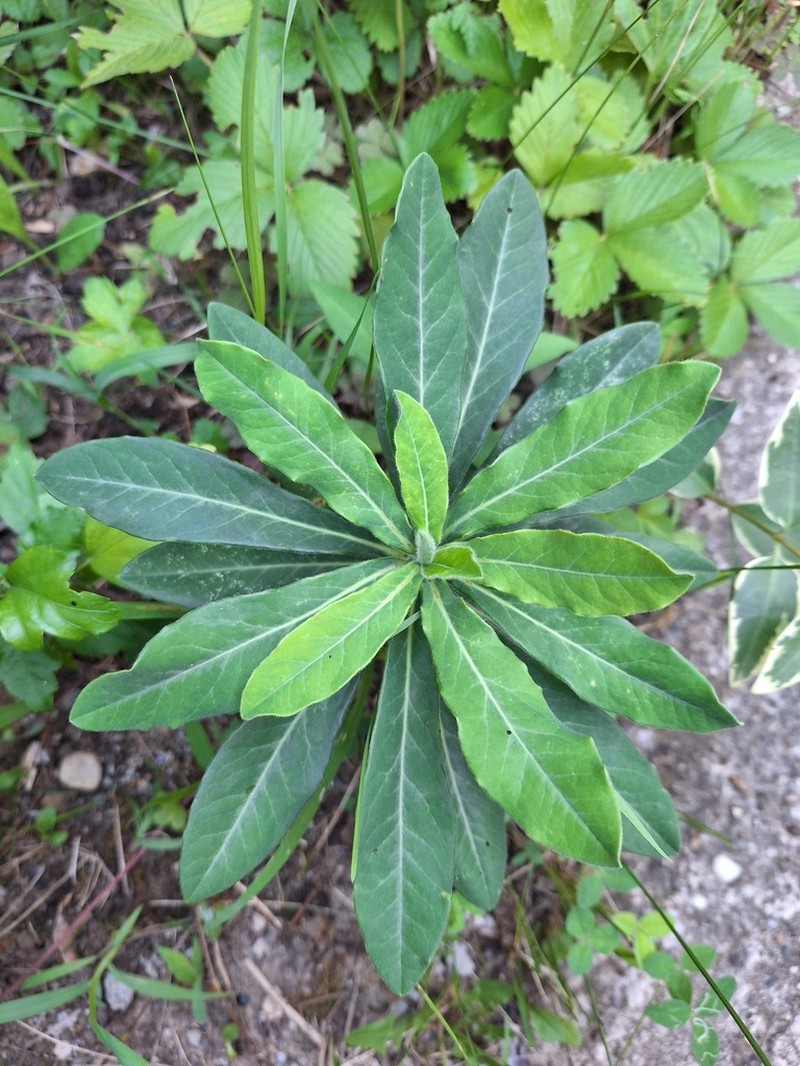 Euphorbia orjeni photo 8