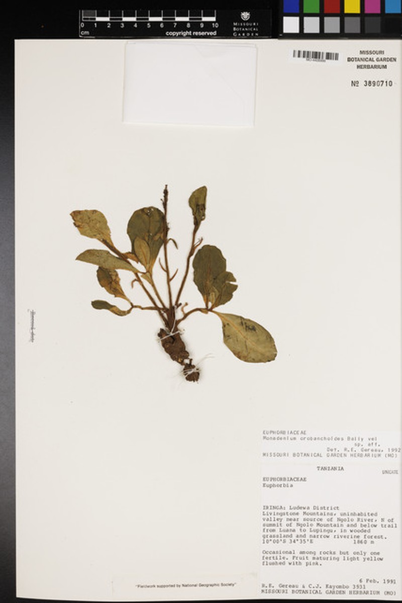 Euphorbia orobanchoides photo 3