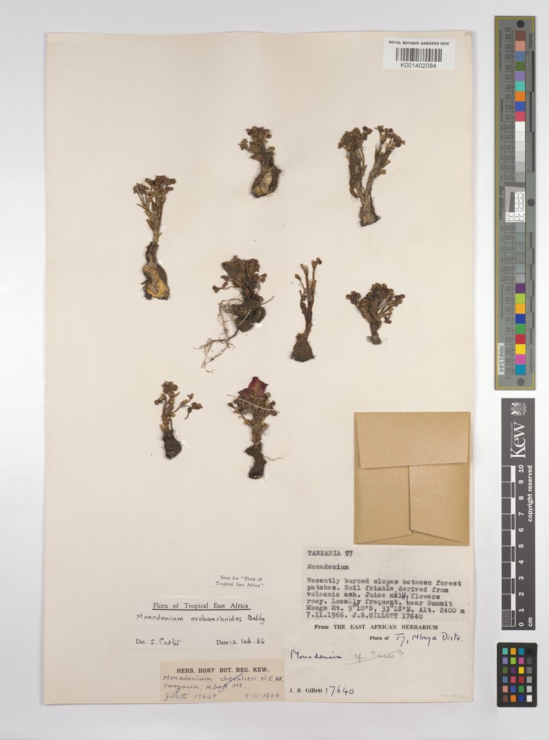 Euphorbia orobanchoides photo 5