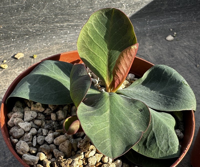Euphorbia orobanchoides